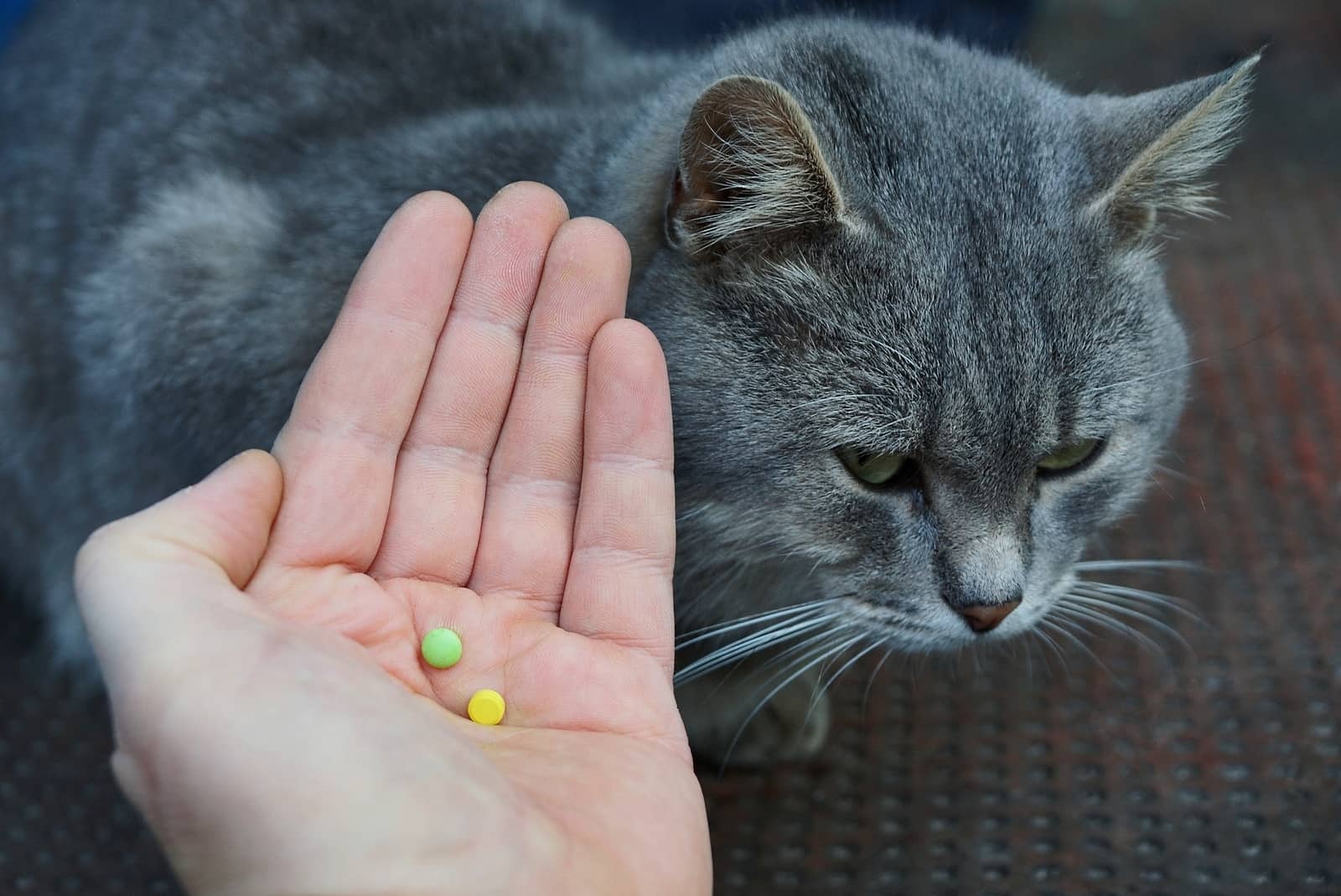 How to Give Your Cat Stress-Free Medication: An Owners Guide