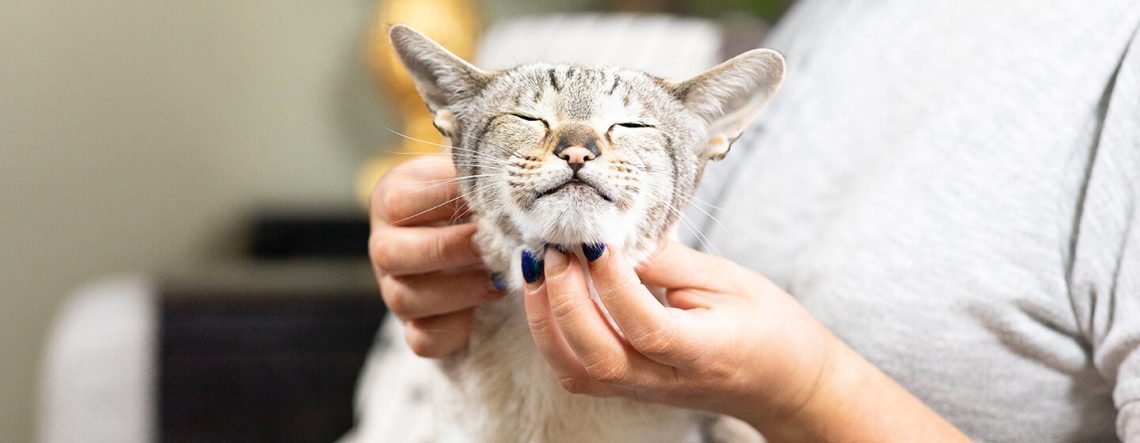 How to Give Your Cat Stress-Free Medication: An Owner&#8217;s Guide