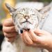 Gingivitis and gum disease in cats: symptoms and treatment