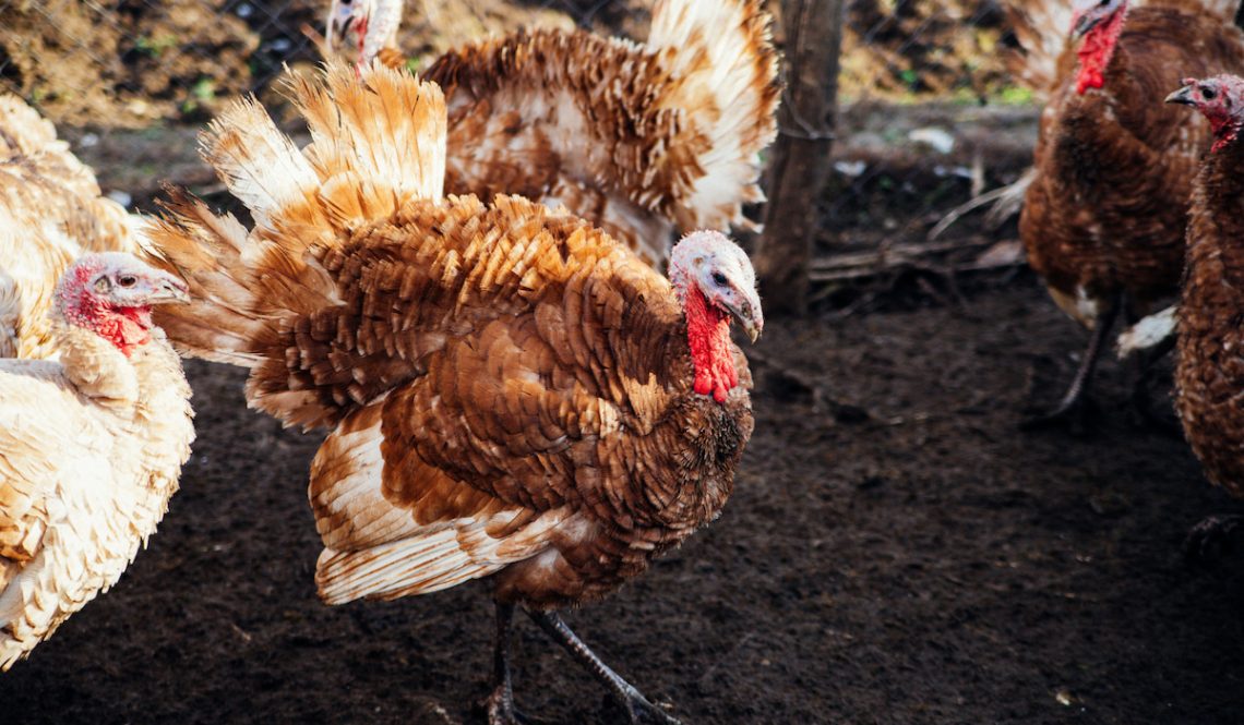 How to grow strong and healthy turkeys, what to feed &#8211; advice from experienced poultry farmers