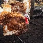 How to grow strong and healthy turkeys, what to feed – advice from experienced poultry farmers