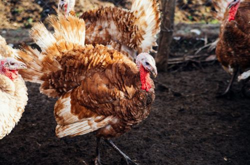 How to grow strong and healthy turkeys, what to feed &#8211; advice from experienced poultry farmers