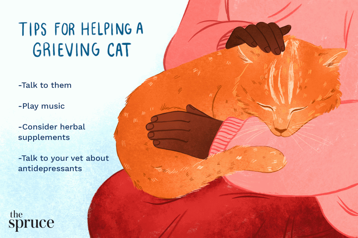 How to help a cat cope with loss?