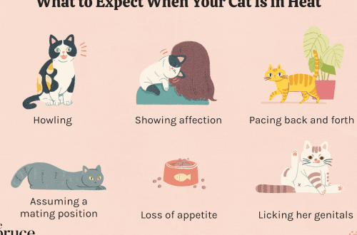 How to help a cat in the heat