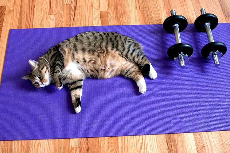 How to help a cat lose weight?