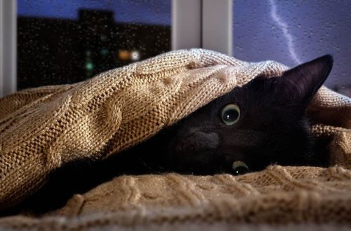 How to help a cat stop being afraid of thunder and fireworks?