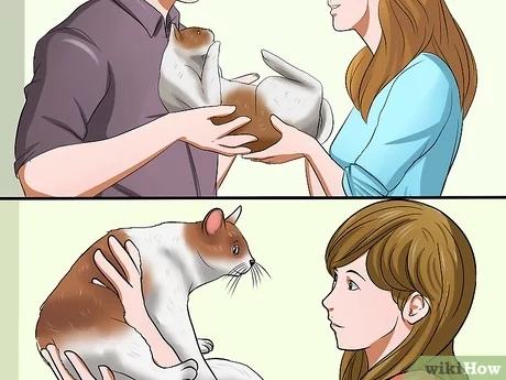 How to help homeless cats