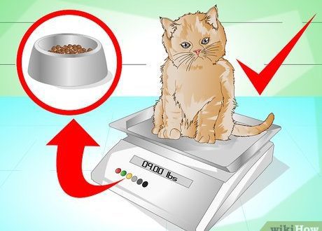 Ինչպես օգնել ձեր կատուն քաշ հավաքել