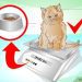 The cat was injured: how to care for a cat after surgery or injury