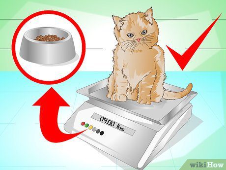 How to help your cat gain weight