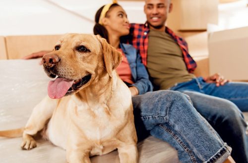 How to help your dog adjust to a new home