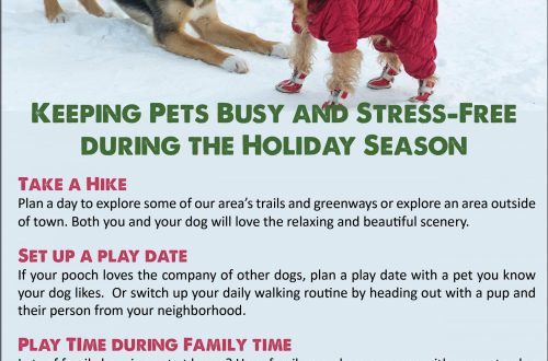 How to Help Your Dog Get Through the Holiday Stress