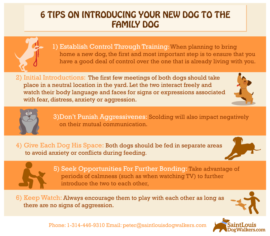 How to introduce a dog to a new person: useful tips