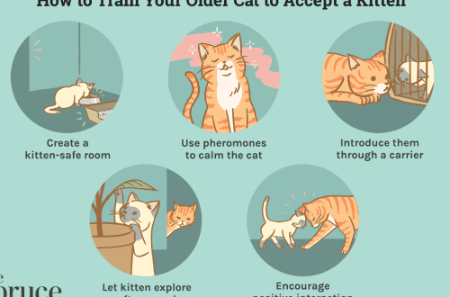 How to introduce a kitten and a cat