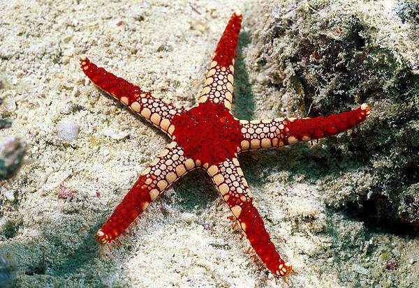 How to keep a starfish