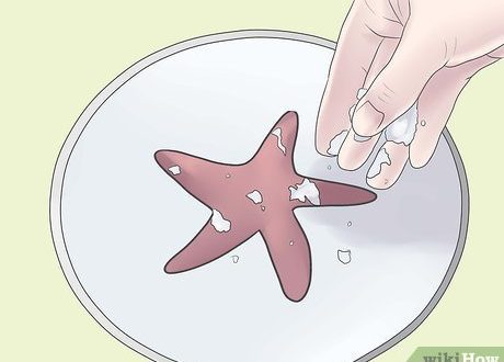 How to keep a starfish