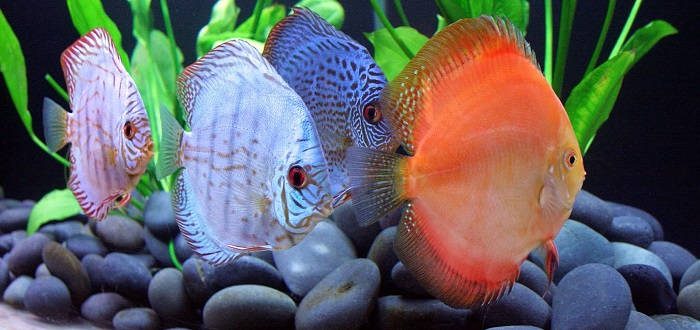 How to keep discus properly