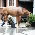 How to keep the horse’s legs white.. Especially in the winter season