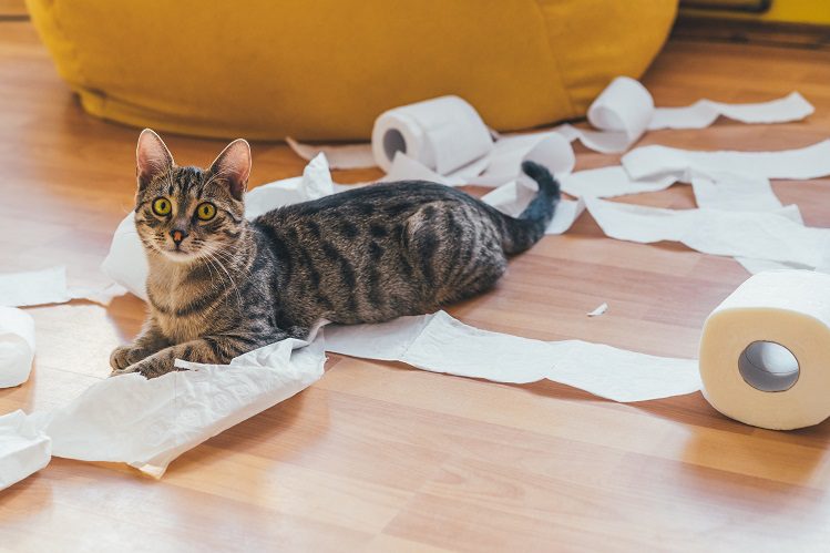 How to keep the house clean if I have a kitten