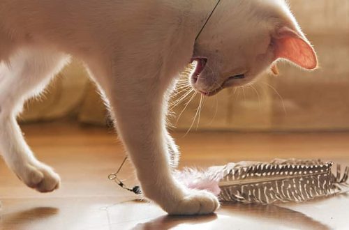 How to keep your cat active with play