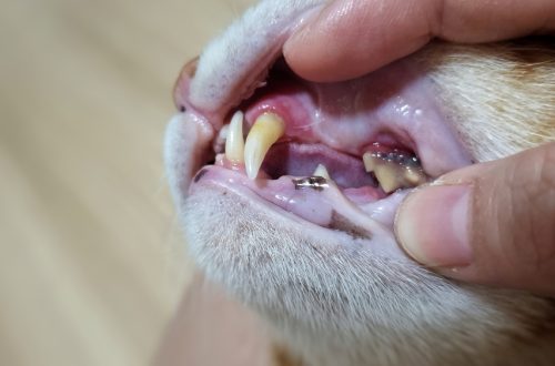 How to keep your cat&#8217;s teeth healthy at home