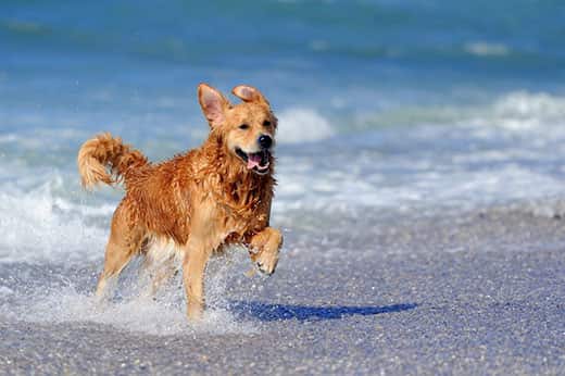 How to keep your dog safe and cool in the summer