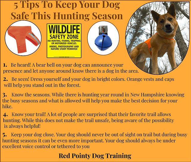 How to keep your dog safe while hunting