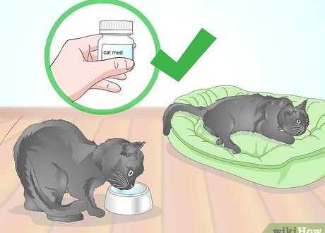 How to know if a cat has a fever