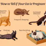 How to know if a cat is pregnant – symptoms and signs of pregnancy in a pet