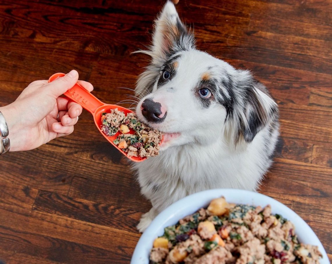 How to know if your dog will like the taste of food