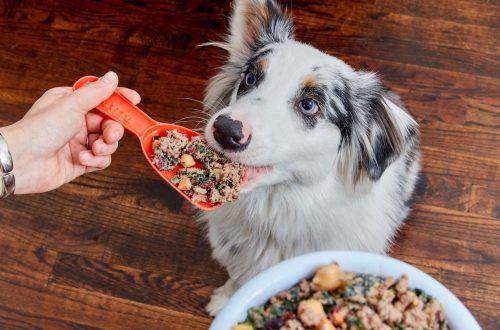 How to know if your dog will like the taste of food