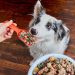 Hill&#8217;s Puppy Food: Quality Ingredients for Health and Nutrition