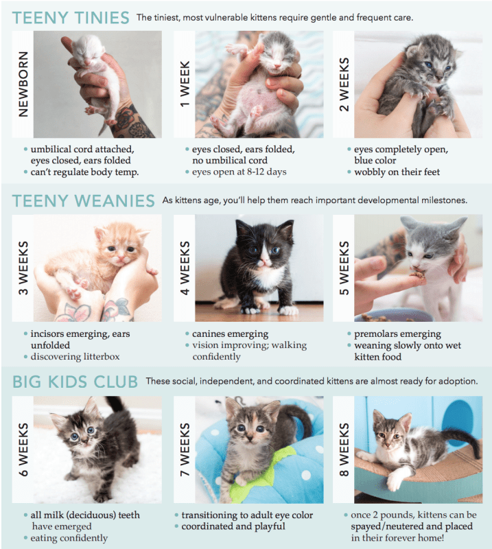 How to learn to determine the age of a kitten: the main signs and criteria