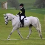 How to learn to follow the movements of the horse on transitions?