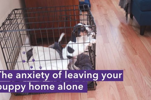 How to leave a puppy at home alone?