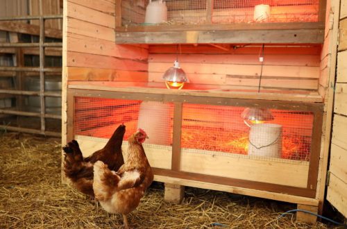 How to make a brooder for chickens with your own hands: manufacturing technology