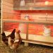 What and how to feed chickens: care for day old chicks and useful advice from experienced poultry farmers