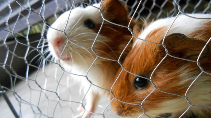 How to make a cage for a guinea pig with your own hands at home - drawings and photos