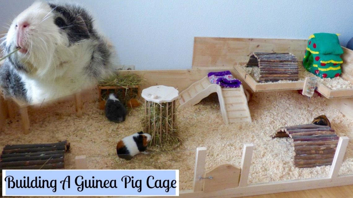 How to make a cage for a guinea pig with your own hands at home &#8211; drawings and photos