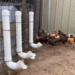 How to make a do-it-yourself chicken feeder and types of proper chicken feeders