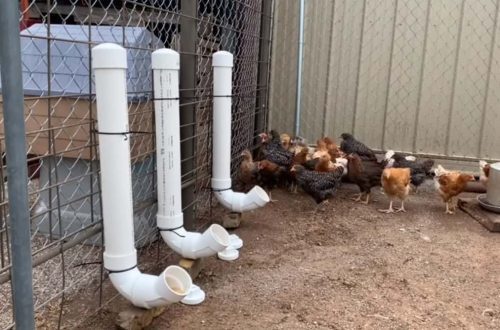 How to make a do-it-yourself chicken feeder and types of proper chicken feeders