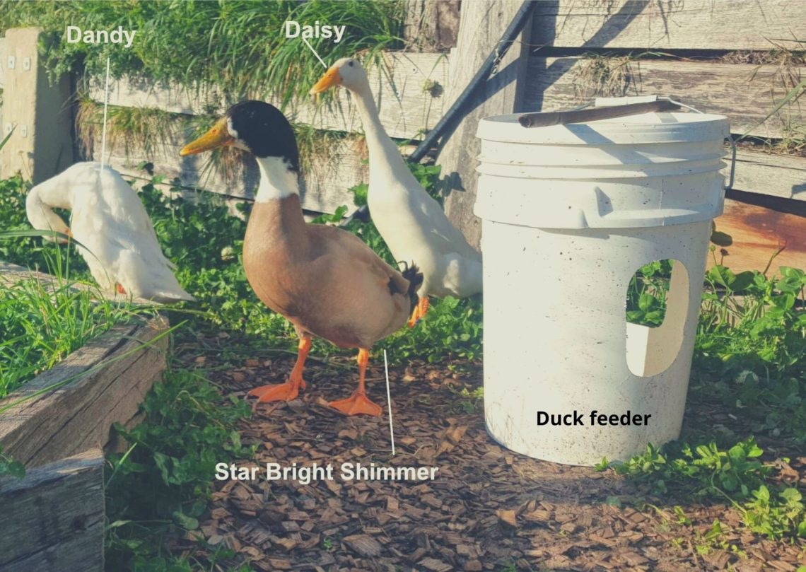 How to make a do-it-yourself duck drinker from improvised materials