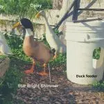 How to make a do-it-yourself duck drinker from improvised materials