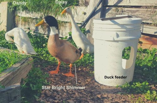 How to make a do-it-yourself duck drinker from improvised materials