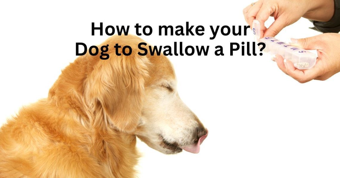 How to make a dog swallow a pill