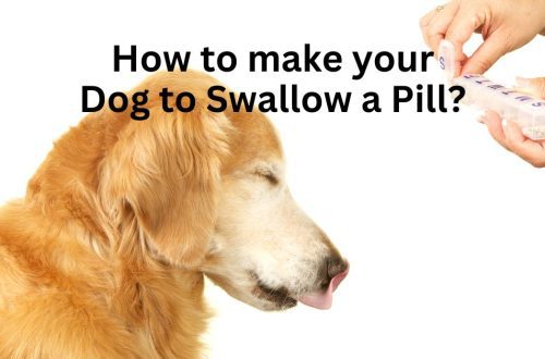How to make a dog swallow a pill