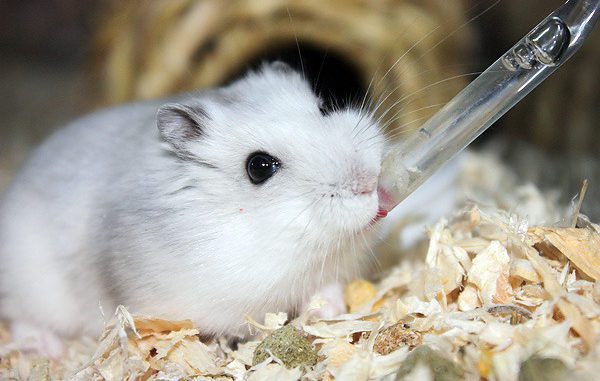 How to make a drinking bowl for a hamster with your own hands at home