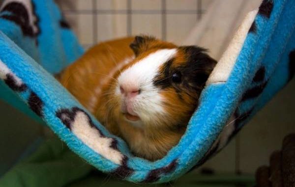 How to make a hammock for a guinea pig with your own hands at home (photo and video)