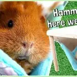 How to make a hammock for a guinea pig with your own hands at home (photo and video)