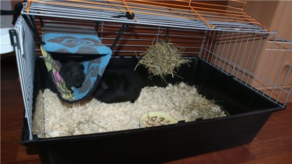 How to make a hammock for a guinea pig with your own hands at home (photo and video)